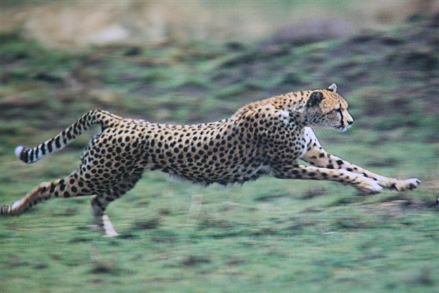 Cheeta (Acinonyx Jubatus) - Wild Cats Magazine